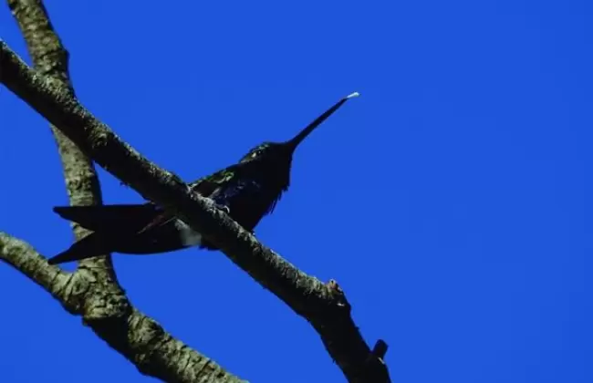 25 a�os de Vida Silvestre Uruguay