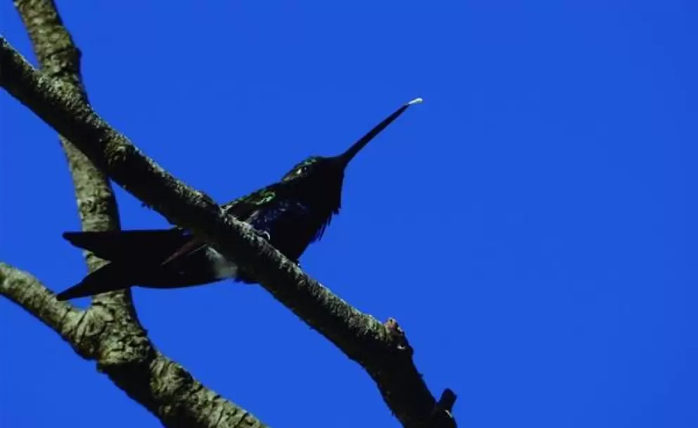 25 aos de Vida Silvestre Uruguay