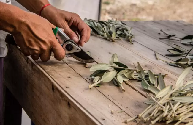 Llega a Uruguay el premio a la calidad de aceites de oliva vrgenes: Mario Solinas