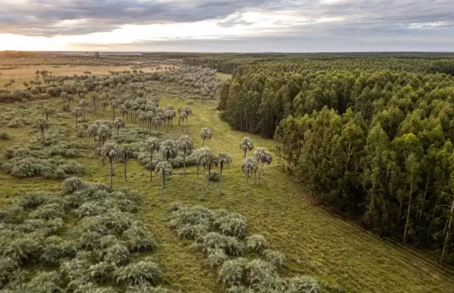 Montes del Plata comparti experiencia exitosa en regeneracin de palmares nativos en la COP16