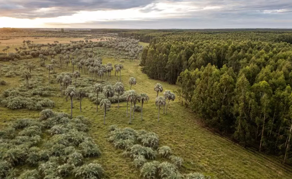 Montes del Plata comparti experiencia exitosa en regeneracin de palmares nativos en la COP16