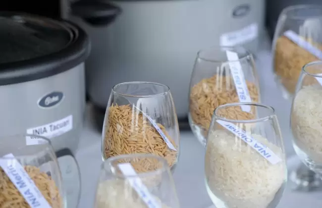 Orsi inaugur cosecha de arroz en Treinta y Tres