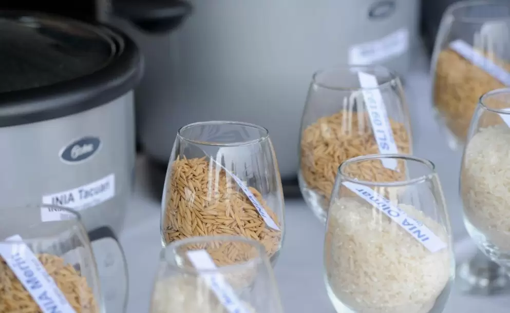 Orsi inauguró cosecha de arroz en Treinta y Tres