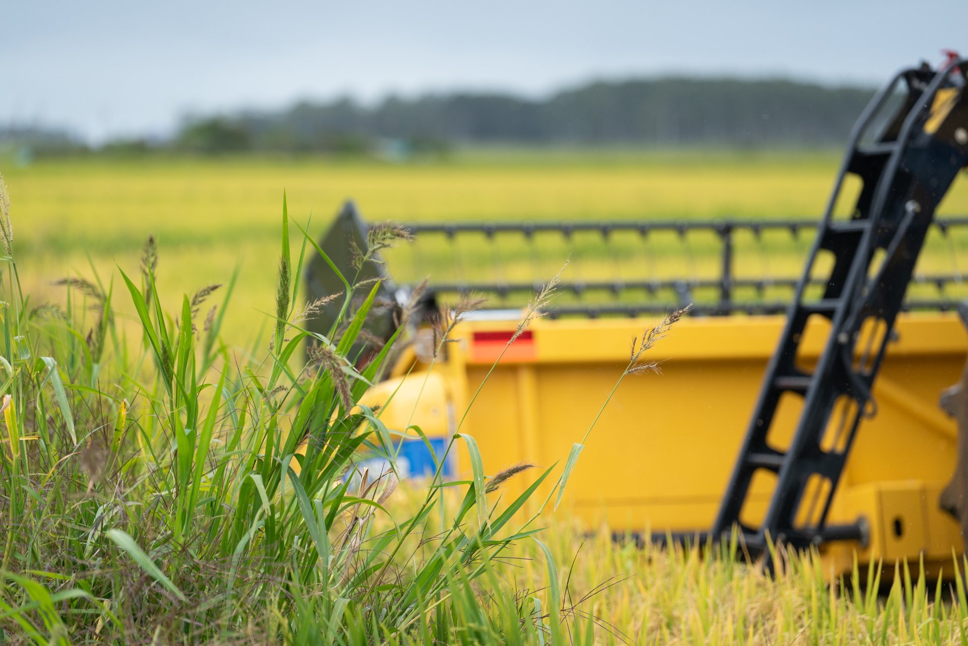 Uruguay avanza en apertura de mercados para el sector arrocero - Somos ...